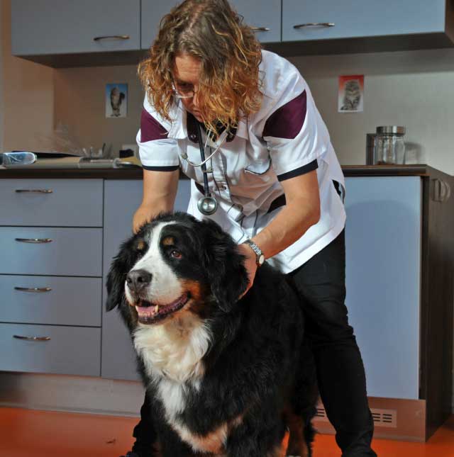 Orthomanuele Diergeneeskunde